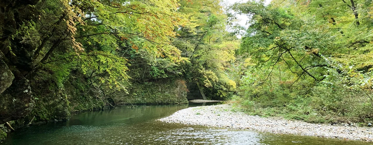 日光の川と森